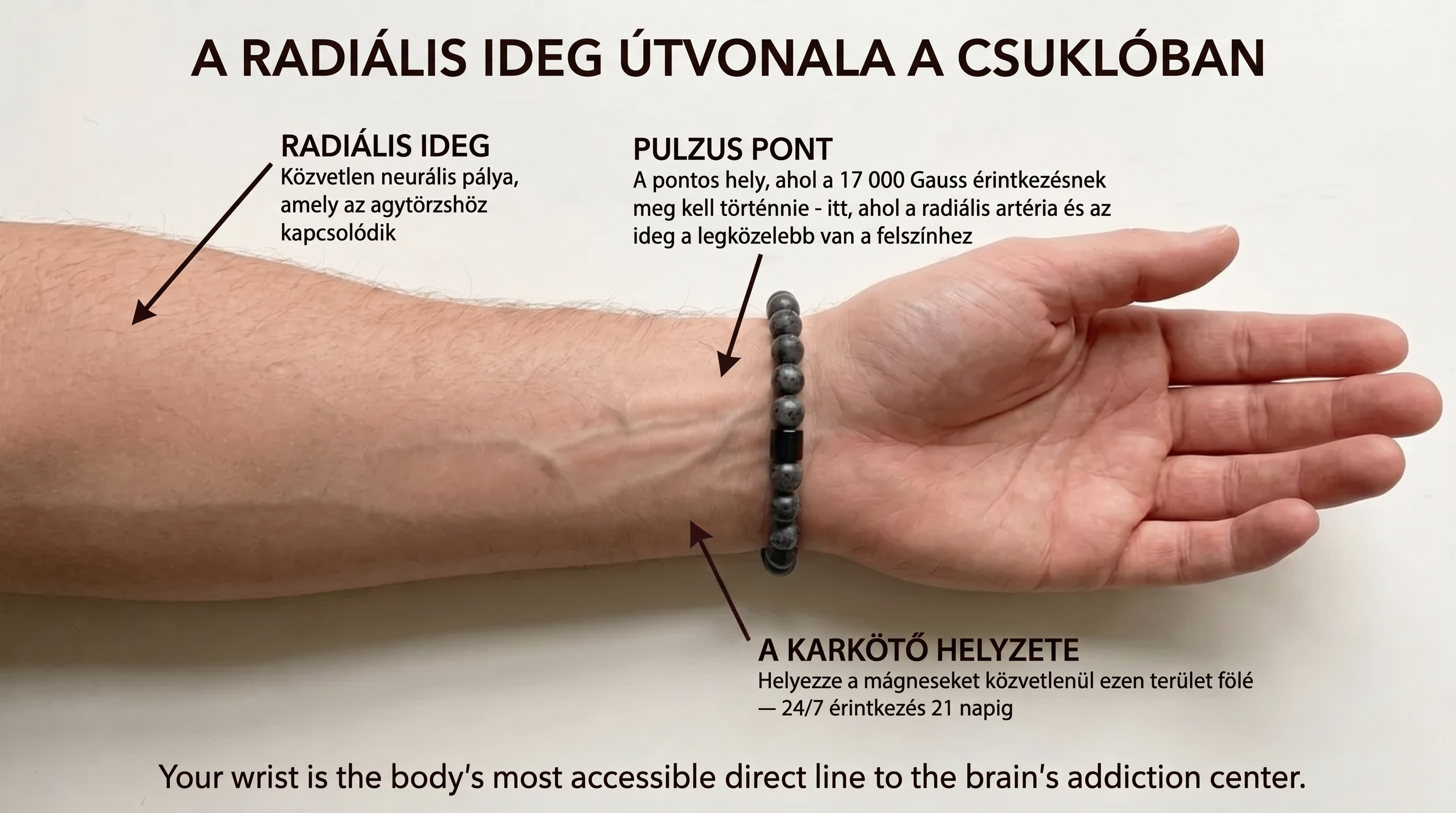 Infografic: traseul nervului radial pe antebraț și locul brățării pe punctul pulsului